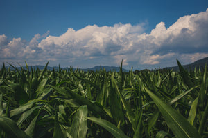 RHUM O LOGIC SUGAR CANE FIELD